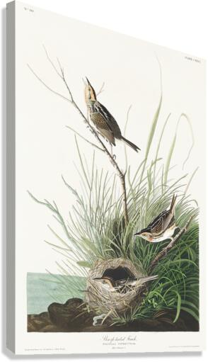 Sharp-tailed Finch Canvas Print