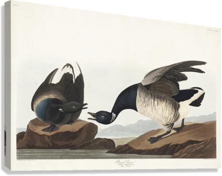 Brant Goose Canvas Print