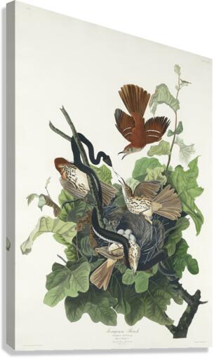 Ferruginous Thrush Impression sur toile
