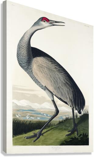 Hooping Crane Impression sur toile