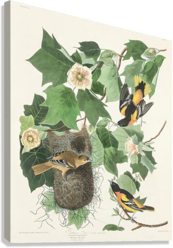 Baltimore Oriole Canvas Print