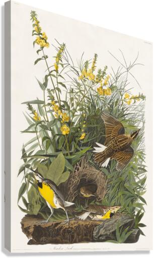 Meadow Lark Canvas Print