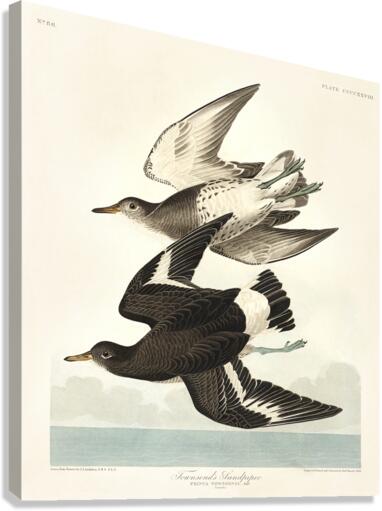Townsends Sandpiper Canvas Print