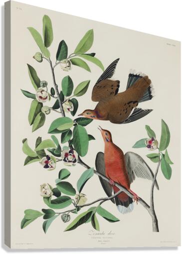 Lenaida Dove Impression sur toile