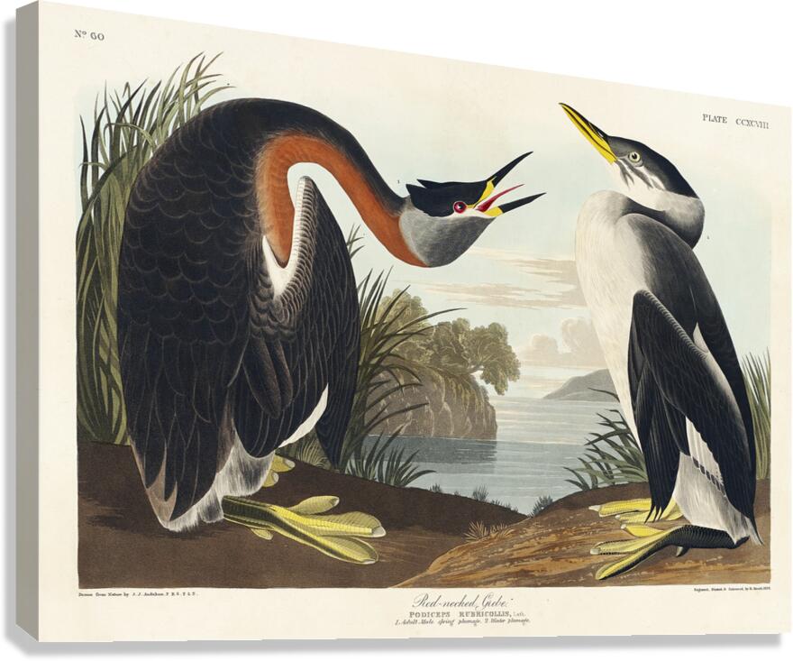 Red-necked Grebe Canvas Print