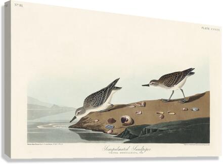 Semipalmated Sandpiper Impression sur toile