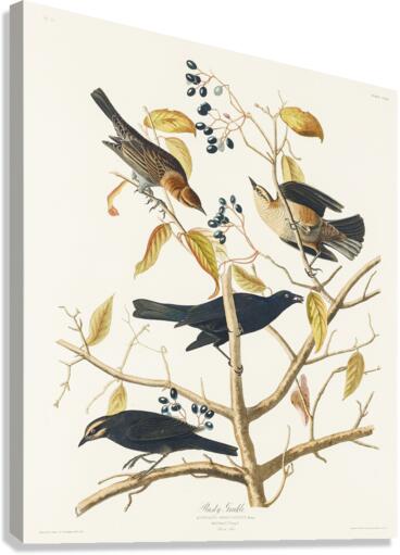 Rusty Grakle Canvas Print