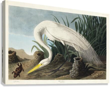 White Heron Canvas Print
