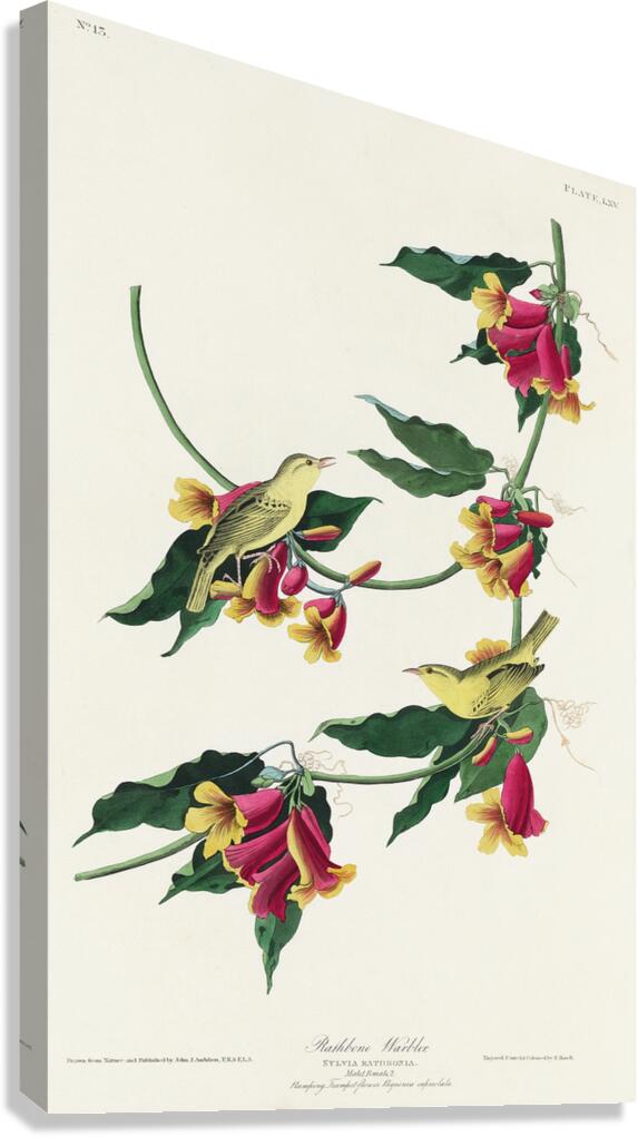 Rathbone Warbler Canvas Print