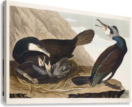 Common Cormorant Impression sur toile