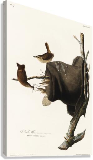 House Wren Canvas Print