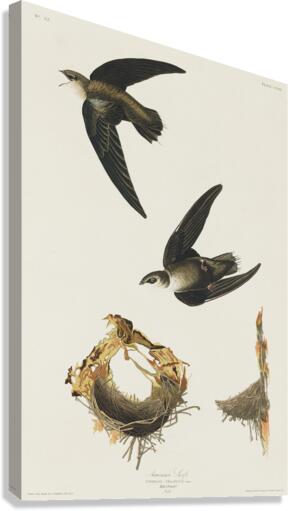 American Swift Canvas Print