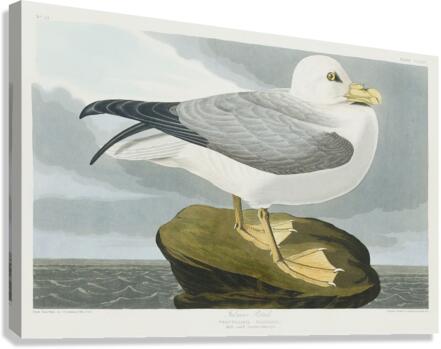 Fulmar Petrel Canvas Print