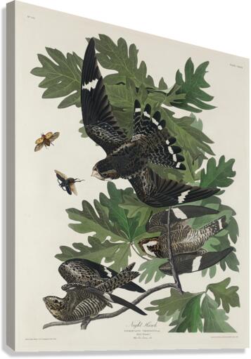 Night Hawk Impression sur toile