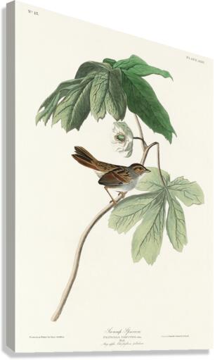 Swamp Sparrow Canvas Print