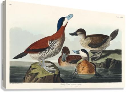 Ruddy Duck Canvas Print