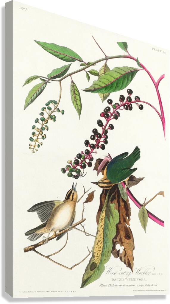 Worm eating Warbler Canvas Print