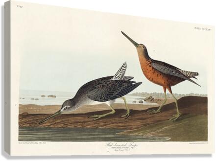 Red-breasted Snipe Canvas Print