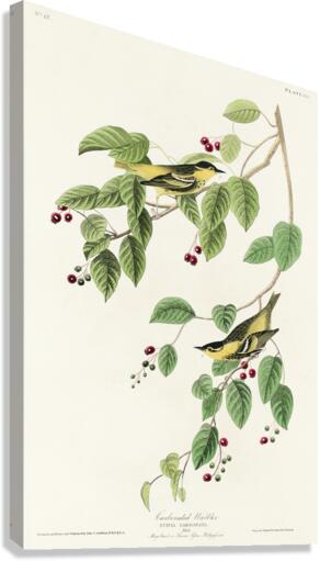 Carbonated Warbler Canvas Print