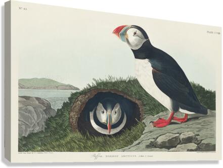 Puffin Canvas Print