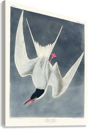 Great Tern Canvas Print