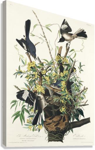 Mocking Bird Canvas Print