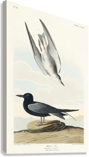 Black Tern Canvas Print
