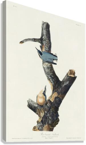 Red-breasted Nuthatch Canvas Print