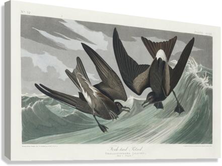 Fork-tailed Petrel Canvas Print