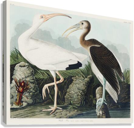 White Ibis Canvas Print