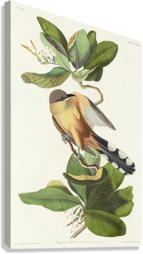 Mangrove Cuckoo Canvas Print
