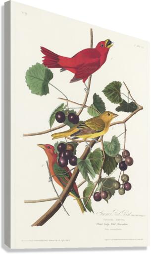Summer Red Bird Canvas Print