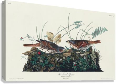 Fox-coloured Sparrow Canvas Print