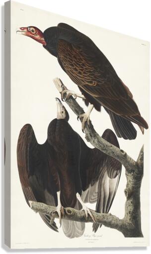 Turkey Buzzard Canvas Print