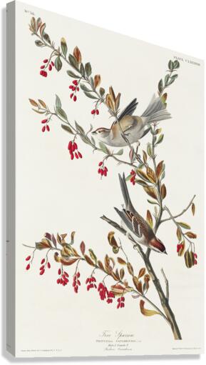 Tree Sparrow Canvas Print