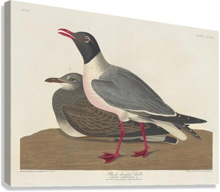 Black-headed Gull Canvas Print
