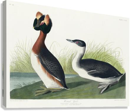 Horned Grebe Canvas Print