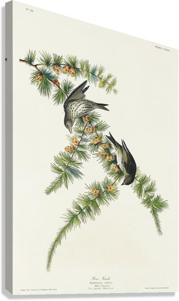 Pine Finch Canvas Print