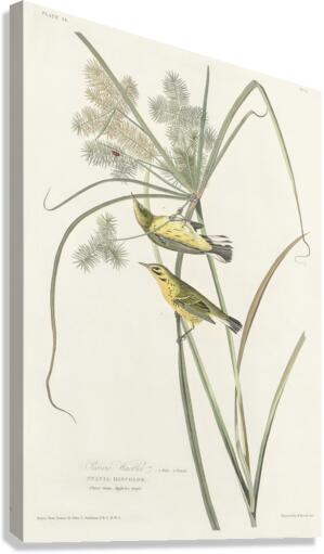 Prairie Warbler Canvas Print