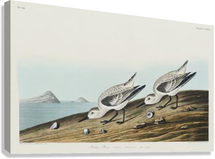 Sanderling Canvas Print