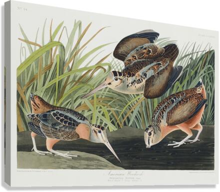 Sanderling Canvas Print