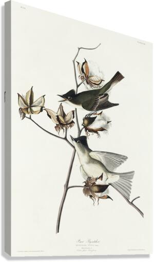 Pewit Flycatcher Canvas Print