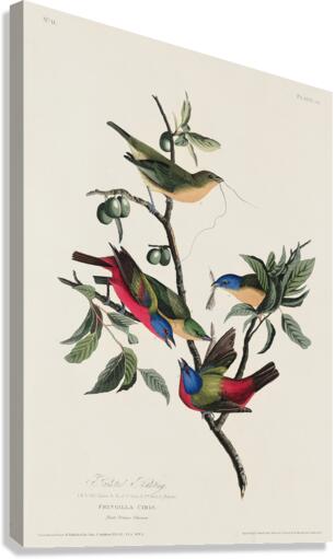 Painted Finch Canvas Print