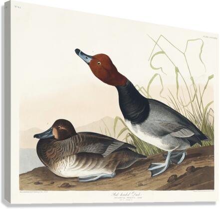 Red-headed Duck Canvas Print
