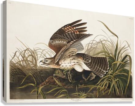 Winter Hawk Canvas Print