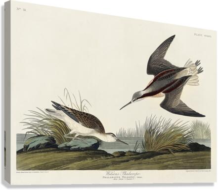 Wilsons Phalarope Canvas Print