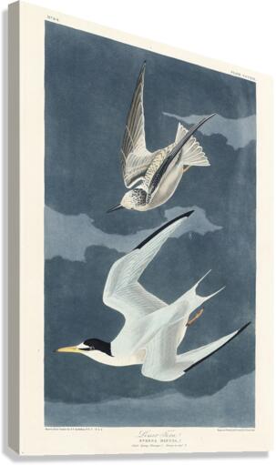 Lesser Tern Canvas Print