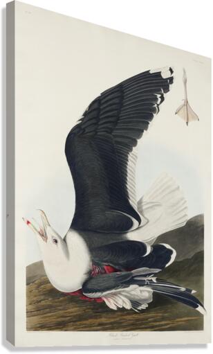 Black Backed Gull Canvas Print