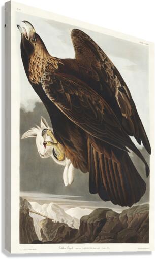 Golden Eagle Canvas Print