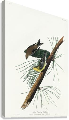 Pine Creeping Warbler Canvas Print